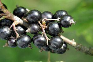 En iyi siyah frenk üzümü çeşitlerinin ve ekim bölgelerinin açıklamaları