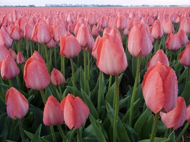 tulipán triumfuje Akela