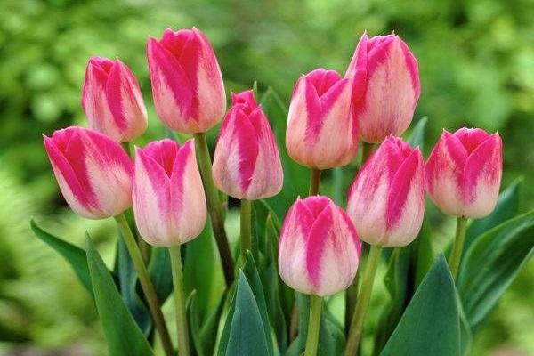 tulipany różowe