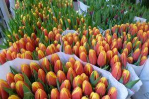 Beskrivelse og karakteristika for de bedste og nye sorter af tulipaner