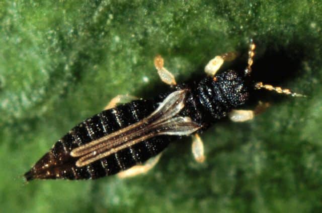 Greenhouse thrips