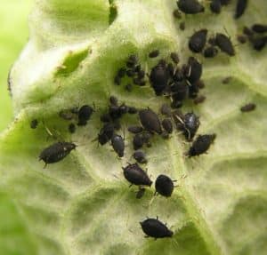 Hur man hanterar bladlöss på vinbär med kemiska och folkliga botemedel, behandlingsregler