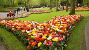 Sådan plantes tulipaner smukt, valg af sorter og designideer