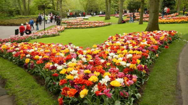 Que hermoso plantar tulipanes Diseño