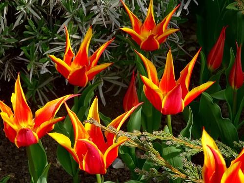 Rừng hoa tulip bách thảo