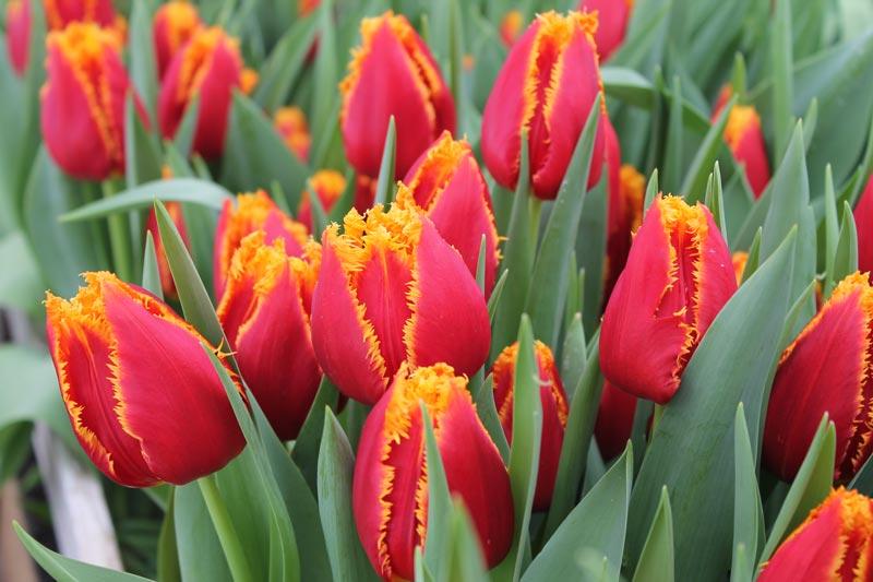 plantar tulipes