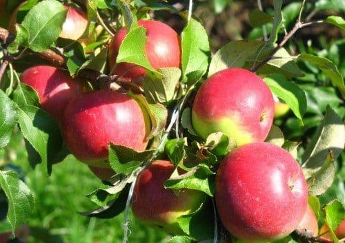 apple pruning
