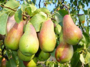 Beskrivelse og egenskaber ved pæresorter Russisk skønhed, beplantning, dyrkning og pleje