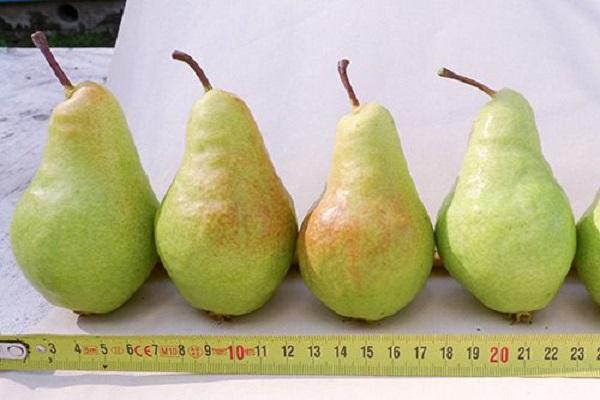 Früchte nach Größe