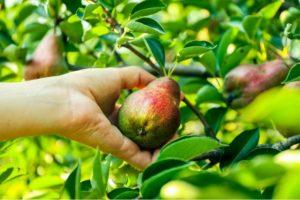 Beschreibung und Eigenschaften der Birnensorte Prominent, Anbau und Pflege