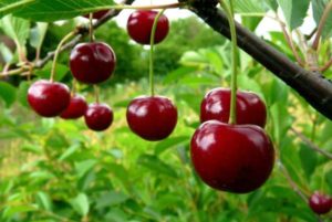Descripción de la variedad de cereza Ashinskaya y características de fructificación, plantación y cuidado.