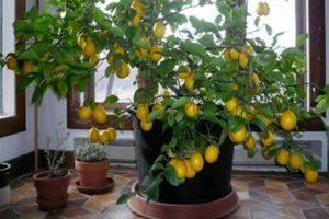 How to plant and grow citrus fruits at home from seed