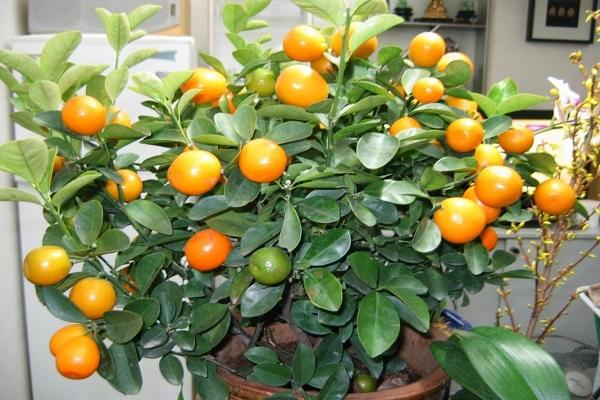 tufă de mandarină