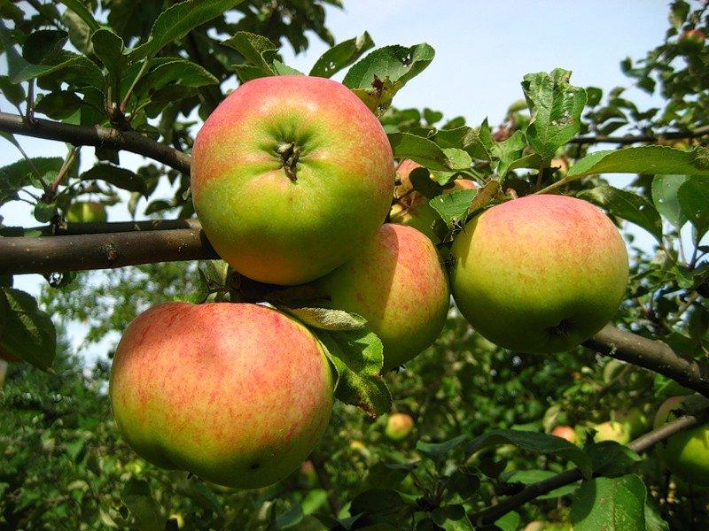 albero di mele