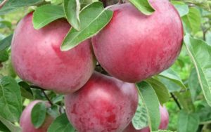 Mô tả và đặc điểm của giống táo Alesya, cách trồng, trồng và chăm sóc