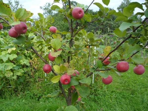 Apfelbäume Auxis