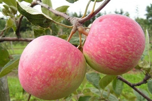 appelboom augustus