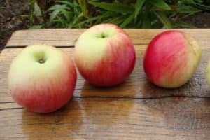Beskrivelse og egenskaber af æbletræer af sorten Augusta, dyrkning, plantning og pleje