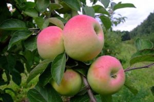 Egenskaper och beskrivning av Imrus äppelträd, odling, plantering och vård