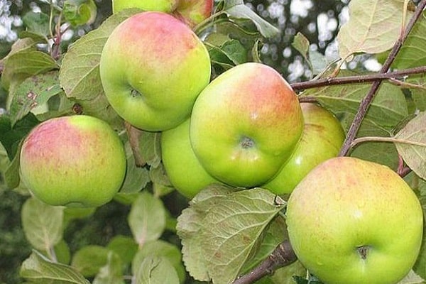 μήλα σε ένα κλαδί