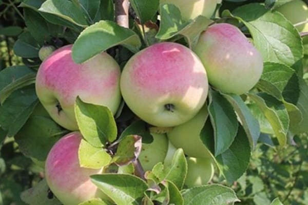 äppelträd Imrus