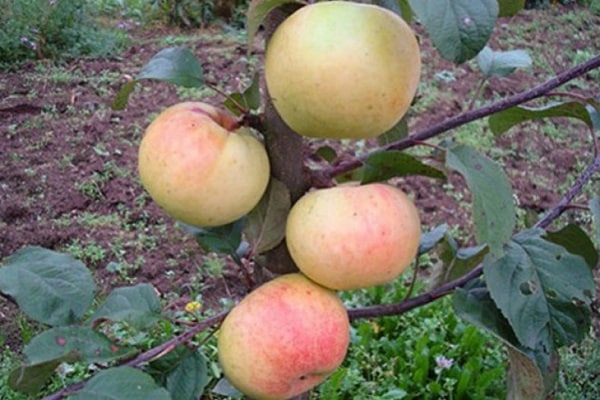 Kenmerken en beschrijving van de Imrus-appelboom, teelt, aanplant en verzorging