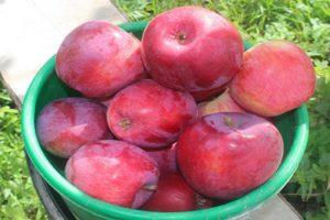 Opis a charakteristika jablone Kovalenkovskoe, výsadba, pestovanie a starostlivosť