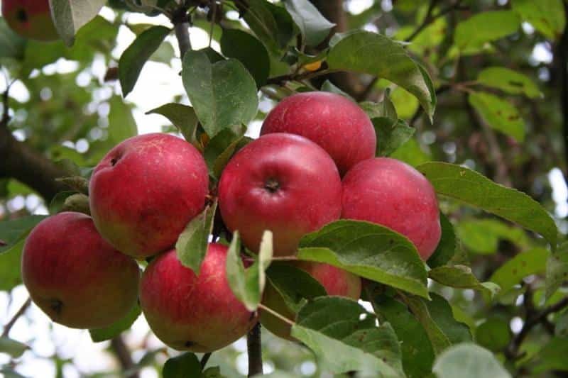 äppelträdveteran