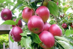 وصف وخصائص شجرة التفاح النجمة ، النمو والغرس والرعاية