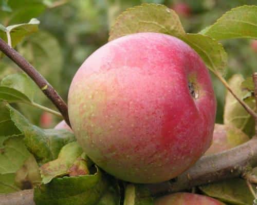 äppelträdveteran