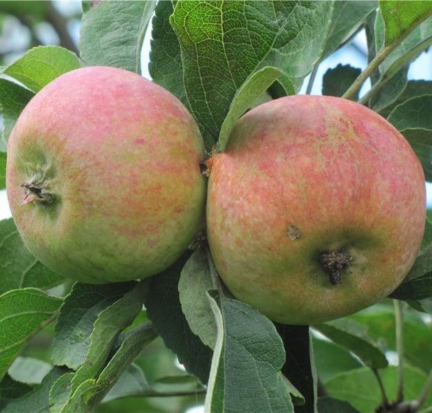 Apfelbaumkiste