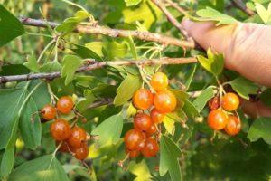 Description of varieties of golden currants, planting, growing and care