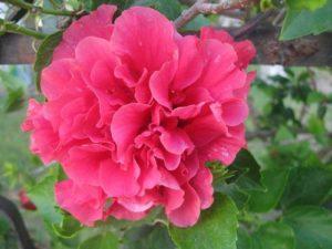 Terry hibiscus veislių aprašymas, sodinimas, auginimas ir priežiūra