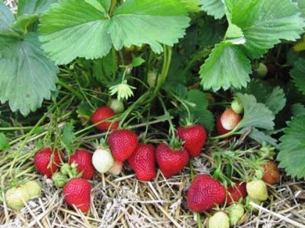 Erdbeeren mulchen