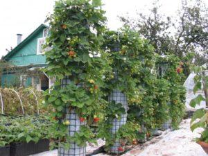 Wie man vertikale Beete für den Anbau von Erdbeeren mit eigenen Händen macht