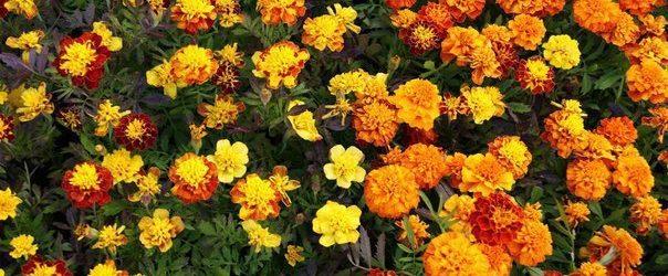 blomster marigold