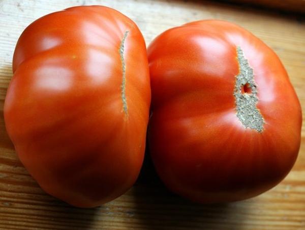 Sibīrijas tomāts