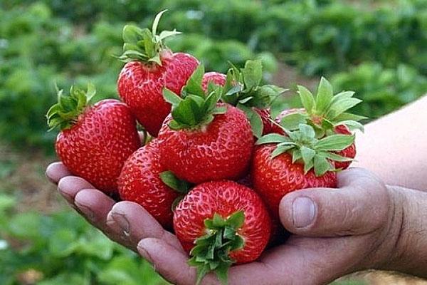 repair strawberry