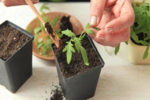 Días propicios para plantar tomates en marzo de 2020