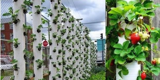 vertical cultivation of strawberries