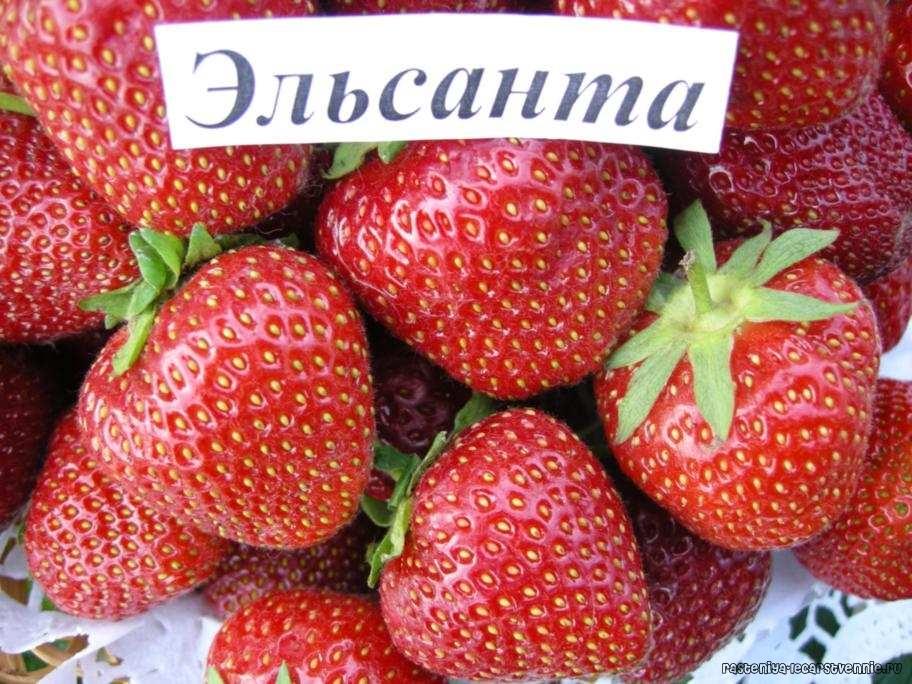 Erdbeer Elsanta