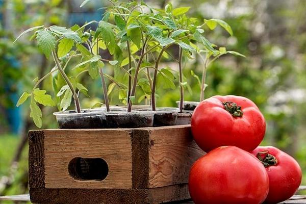 tomatoes and seedlings