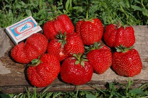 Erdbeer-Gigella