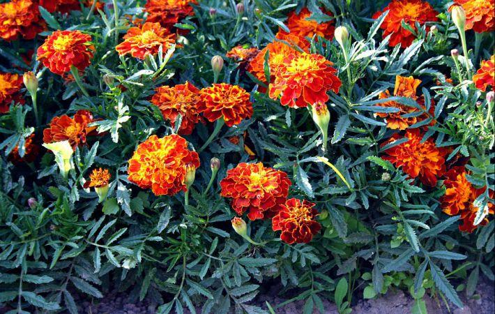 flower bed of marigolds