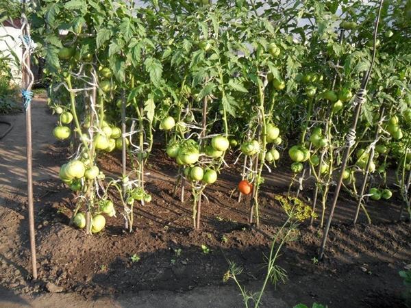 Tomaten planten in de volle grond