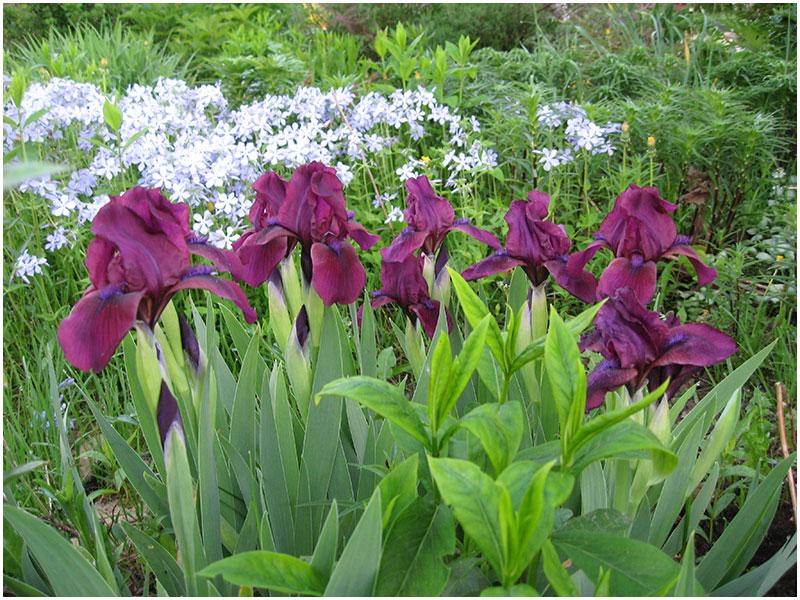 différents iris