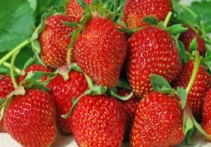 Description and characteristics of strawberries of the Albion variety, cultivation and care