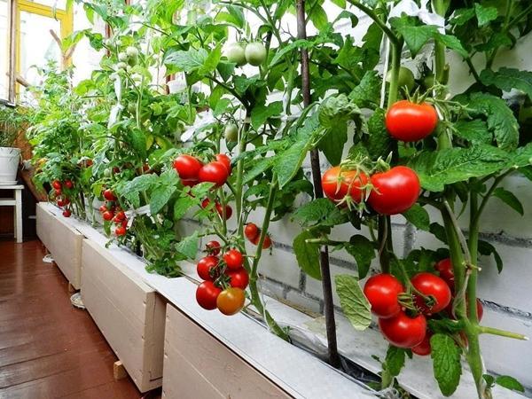 Augina pomidorus namuose