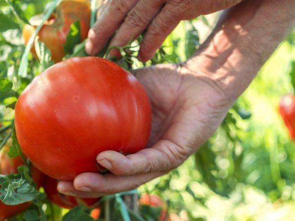 Tomatensoort geoogst in Siberië