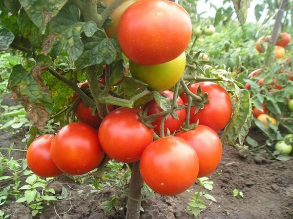 Odroda paradajok pre oblasť Moskvy